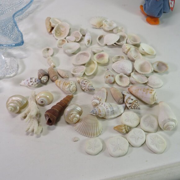 sea shells, acrylic sea turtle, TY Scoop pelican collection - Picture 8 of 13